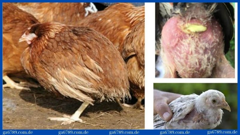 Bệnh thương hàn gà: Nguyên nhân, triệu chứng, cách điều trị 3 Cách phòng bệnh thương hàn gà hiệu quả