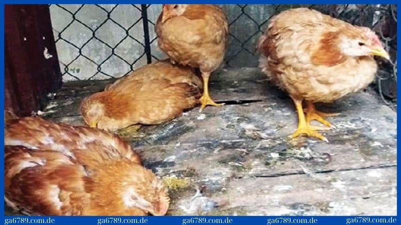 Bệnh thương hàn gà: Nguyên nhân, triệu chứng, cách điều trị 1 Tìm hiểu bệnh thương hàn gà là gì