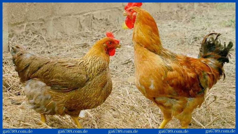 Gà bị chướng diều khô chân: Biểu hiện, nguyên nhân, điều trị 3 Sử dụng thuốc đặc trị, tiêm vacxin, mát xa để chữa bệnh