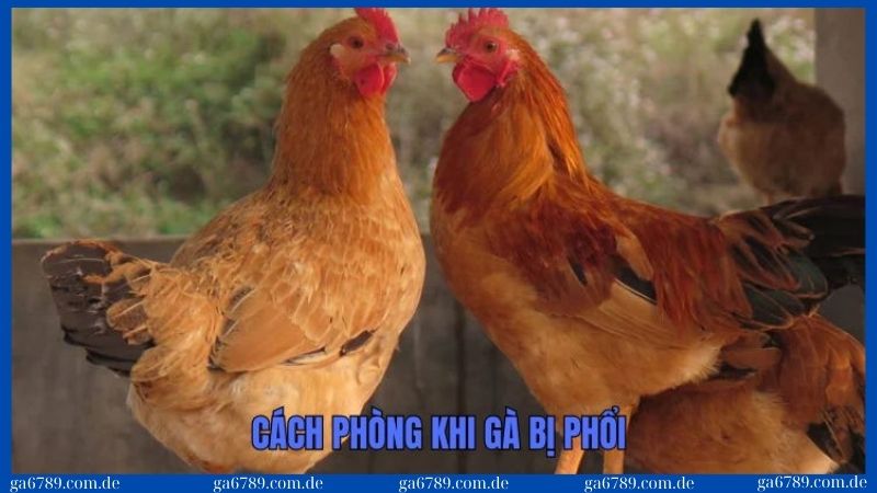 Bệnh phổi ở gà: Nguyên nhân, triệu chứng và cách phòng trị 3 Những cách phòng bệnh phổi ở gà hiệu quả