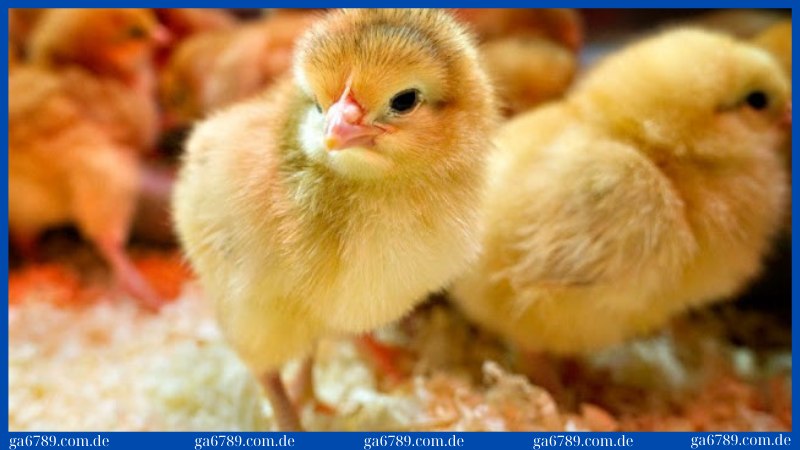 Một số bệnh thường gặp ở gà con: 5 loại bệnh phổ biến 2025 1 Một số bệnh thường gặp ở gà con với bệnh dịch tả nghiêm trọng