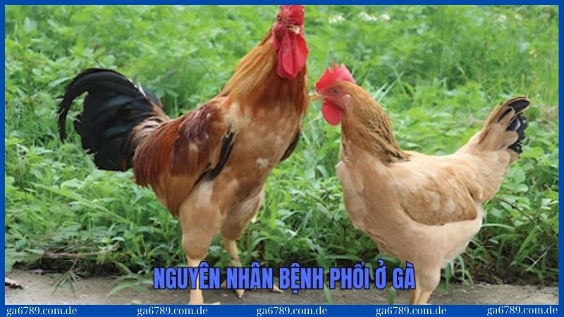 Bệnh phổi ở gà: Nguyên nhân, triệu chứng và cách phòng trị 1 3 nguyên nhân chính dẫn đến việc gây bệnh phổi ở gà
