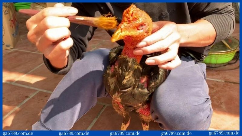 Trại gà Cao Lãnh - Nơi đào tạo những chiến kê dũng mãnh 2 Tẩm nghệ cho gà để cơ thể rắn chắc hơn