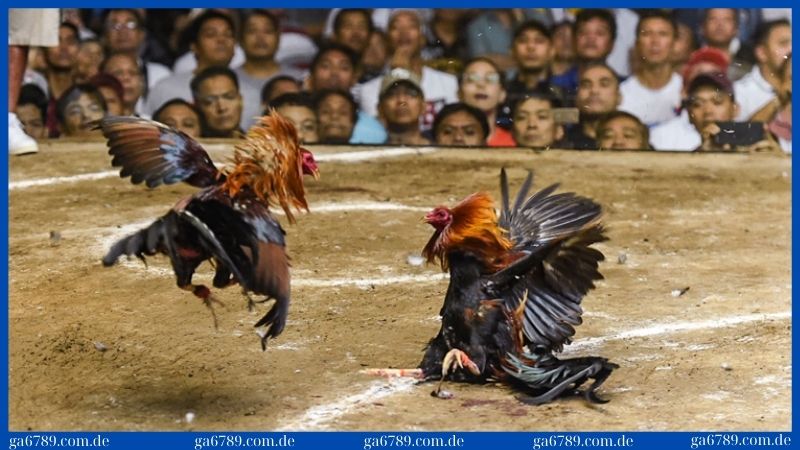 Trại gà Cao Lãnh - Nơi đào tạo những chiến kê dũng mãnh 1 Trại gà Cao Lãnh - đậm đà bản sắc dân tộc