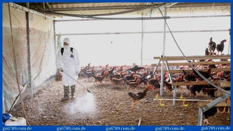 Bệnh tụ huyết trùng ở gà | Nguyên nhân, biểu hiện 3 Vệ sinh sạch sẽ chuồng trại để phòng chống bệnh tụ huyết trùng